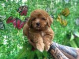 Orjinal Maltipoo Yavrularımız