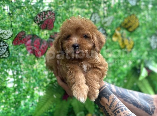 Orjinal Maltipoo Yavrularımız görsel