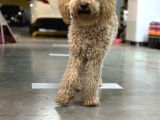 10 Aylık Dişi Poodle Tuvalet Eğitimli