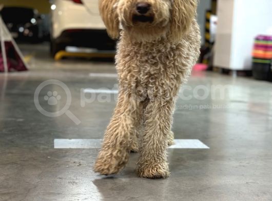 10 Aylık Dişi Poodle Tuvalet Eğitimli görsel