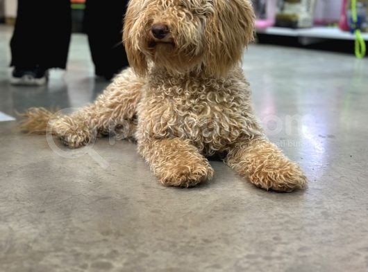 10 Aylık Dişi Poodle Tuvalet Eğitimli görsel