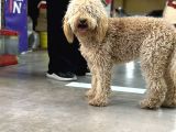 10 Aylık Dişi Poodle Tuvalet Eğitimli