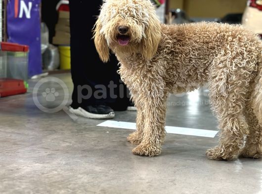 10 aylık dişi poodle tuvalet eğitimli