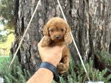 Ori̇ji̇nal Irk Garanti̇li̇ Toy Poodle Bebekler