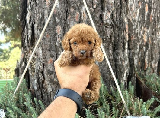 Ori̇ji̇nal Irk Garanti̇li̇ Toy Poodle Bebekler görsel