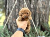 ORİJİNAL IRK GARANTİLİ TOY POODLE BEBEKLER