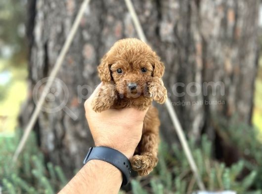 Ori̇ji̇nal Irk Garanti̇li̇ Toy Poodle Bebekler