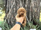 Ori̇ji̇nal Irk Garanti̇li̇ Toy Poodle Bebekler