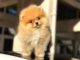 ORJİNAL mİNİ BOY POMERANİAN BOO DİŞİ YAVRU