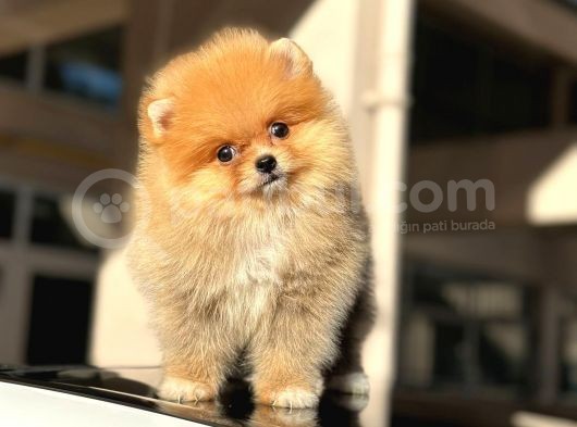 Orji̇nal Mi̇ni̇ Boy Pomerani̇an Boo Di̇şi̇ Yavru