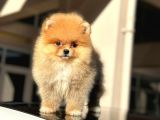 Orji̇nal Mi̇ni̇ Boy Pomerani̇an Boo Di̇şi̇ Yavru