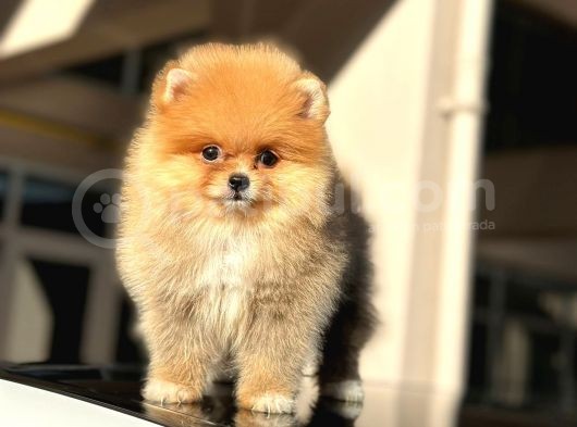 Orji̇nal Mi̇ni̇ Boy Pomerani̇an Boo Di̇şi̇ Yavru görsel