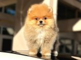 Orji̇nal Mi̇ni̇ Boy Pomerani̇an Boo Di̇şi̇ Yavru