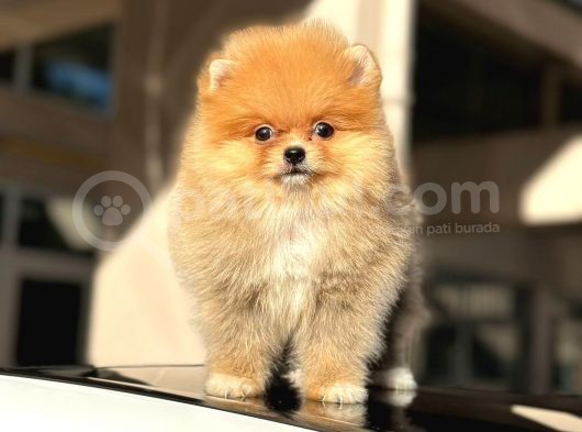 Orji̇nal Mi̇ni̇ Boy Pomerani̇an Boo Di̇şi̇ Yavru görsel
