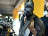 SAFKAN CANE CORSO DİŞİ YAVRU