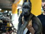 Safkan Cane Corso Di̇şi̇ Yavru
