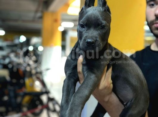 Safkan Cane Corso Di̇şi̇ Yavru görsel