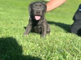 Safkan Cane Corso Di̇şi̇ Yavru