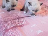 Sağlıklı Exotic Irkı Kısa Tüylü Yavrular