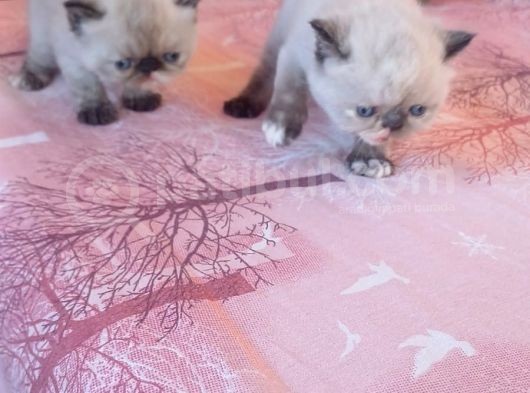 Sağlıklı Exotic Irkı Kısa Tüylü Yavrular görsel