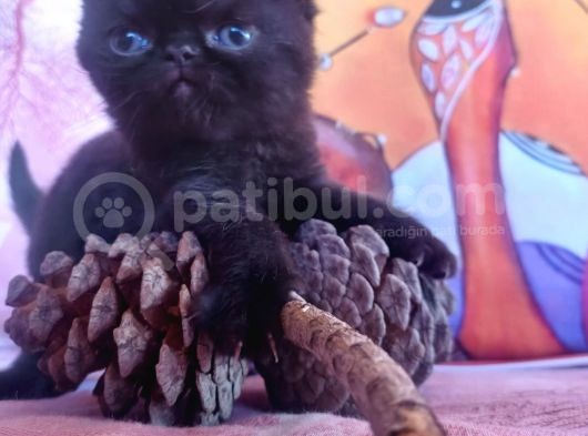 Sağlıklı Exotic Irkı Kısa Tüylü Yavrular görsel