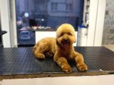 18 Aylık Toy Poodle Yavrumuz Coffee
