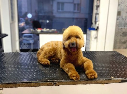18 Aylık Toy Poodle Yavrumuz Coffee görsel