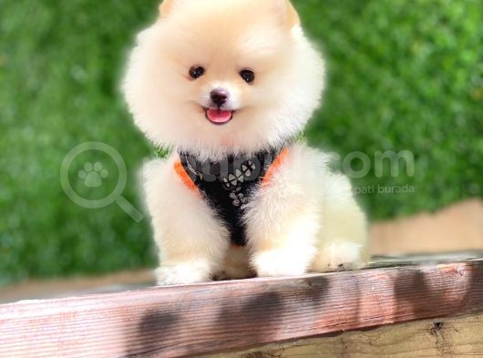 Pomeranian Boo Yavrular