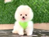 Pomeranian Boo Yavrular