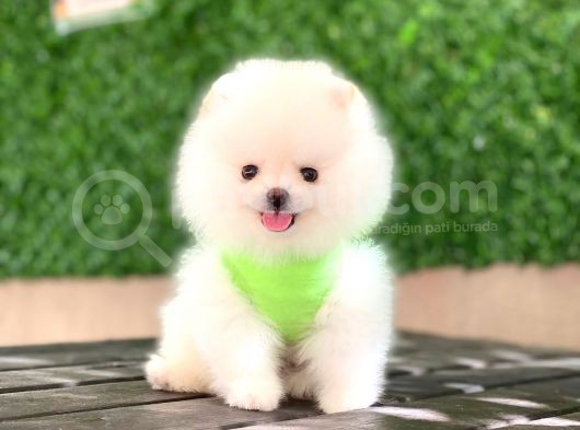 Pomeranian Boo Yavrular görsel