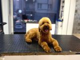 18 Aylık Toy Poodle Yavrumuz Coffee