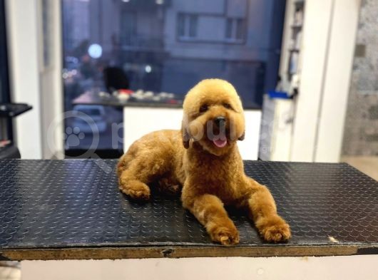 18 Aylık Toy Poodle Yavrumuz Coffee görsel