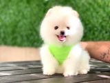 Pomeranian Boo Yavrular