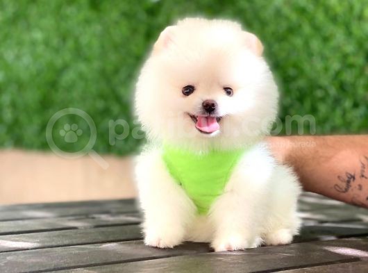 Pomeranian Boo Yavrular görsel