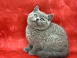 Bebek Yüzlü Orjinal British Shorthair Dişi Ve Erkek Yavrular