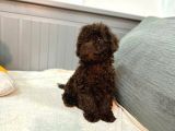 Orjinal  Toy Garantili Çikolata Erkek Poodle