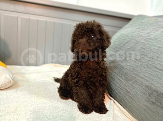 Orjinal  Toy Garantili Çikolata Erkek Poodle görsel