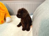 Orjinal  Toy Garantili Çikolata Erkek Poodle