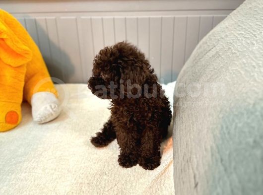 Orjinal  Toy Garantili Çikolata Erkek Poodle görsel