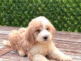 Partycolor Giant Dev Poodle Yavrular