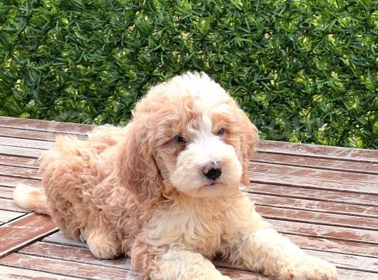 Partycolor Giant Dev Poodle Yavrular görsel