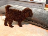 Orjinal  Toy Garantili Çikolata Erkek Poodle