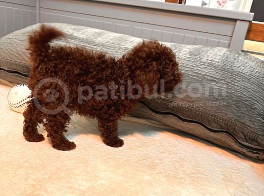 Orjinal  Toy Garantili Çikolata Erkek Poodle görsel