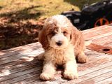 Partycolor Giant Dev Poodle Yavrular