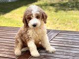 Partycolor Giant Dev Poodle Yavrular