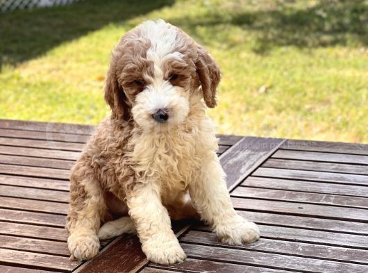 Partycolor Giant Dev Poodle Yavrular görsel