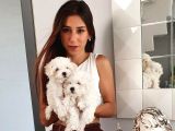 SAFKAN MALTESE EV YAVRULARIMIZ