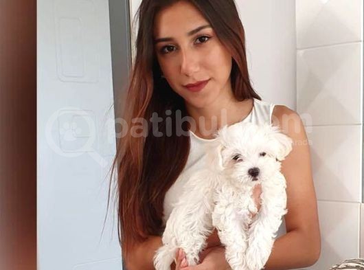 Safkan Maltese Ev Yavrularimiz görsel