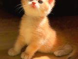 A Kalite Bri̇ti̇sh Shorthai̇r Golden  Ve Silvı Yavrular