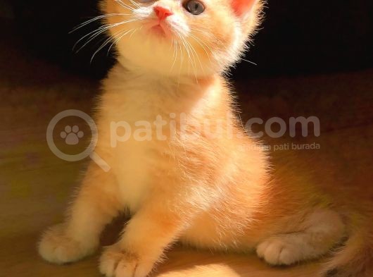 A Kalite Bri̇ti̇sh Shorthai̇r Golden  Ve Silvı Yavrular görsel